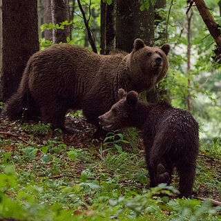 Notranjska - Mother bear with cub